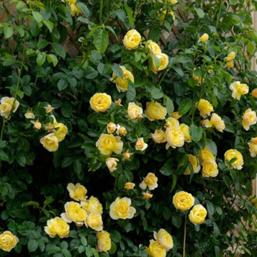 Közepesen illatos rózsa - Rózsa - Dune® - Online rózsa vásárlás